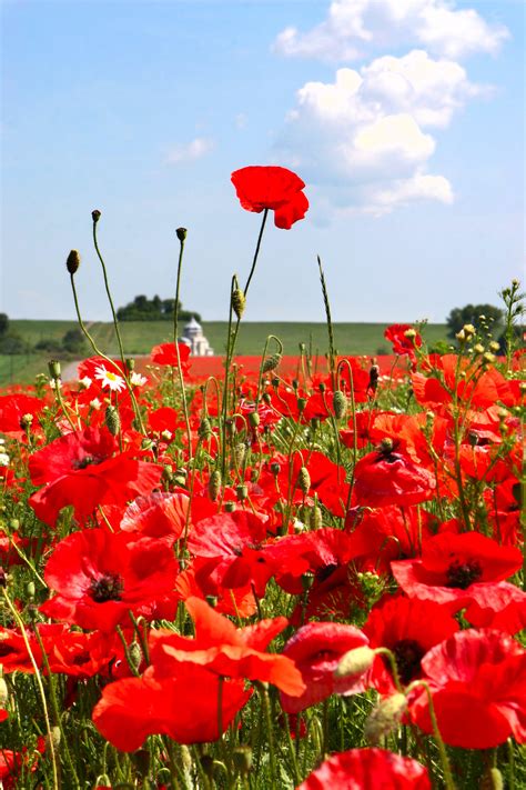 4 Things you didn't know about Poppies - Cultivation Street