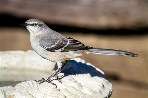 Mockingbird Symbolism & Meaning (+Totem, Spirit & Omens) - World Birds