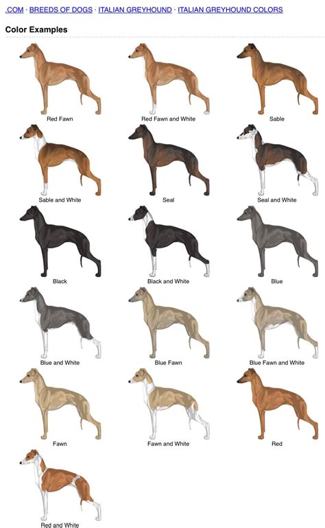 Italian Greyhound Colors | Italian greyhound dog, Italian greyhound ...