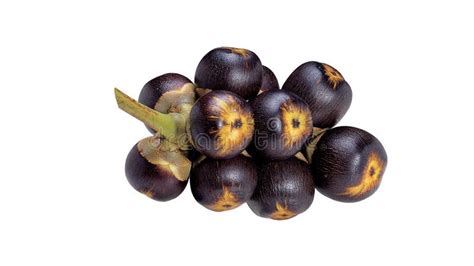 Borassus Flabellifer Fruit stock photo. Image of toddy - 95229492