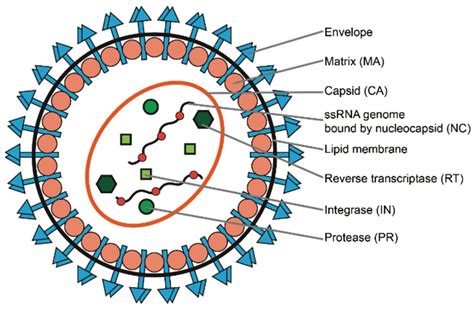 Viral Vectors 101: The Retroviral Lifecycle