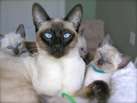 Buy A Siamese Kitten