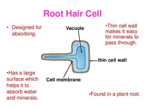 Specialised cells ppt