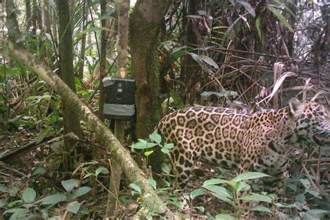 Darien Gap Jaguar Expedition - SEEtheWILD Wildlife Conservation Travel