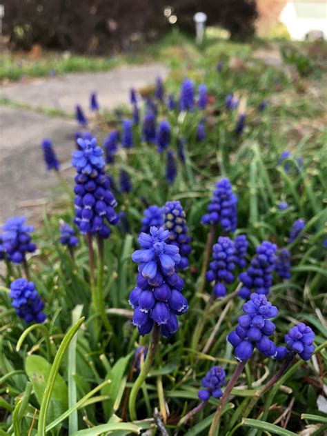 Grape Hyacinth Bulbs | Etsy