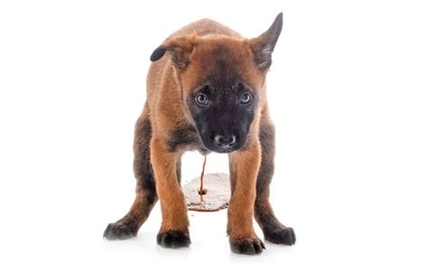 Dog Diarrhea: What To Give, Treatment, Causes, Home Remedies & More