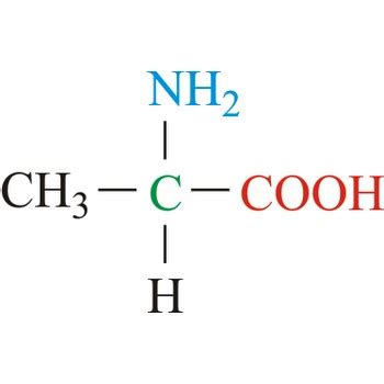 Alanine Amino Acid Structure