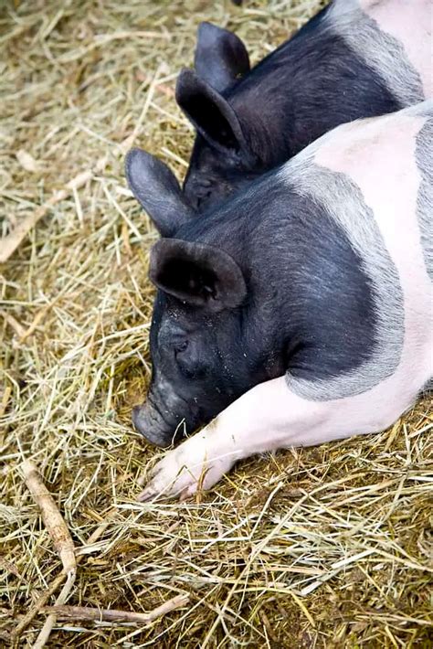 Hampshire Pigs: Complete Breed Guide | Hampshire pig, Pig breeds, Pig