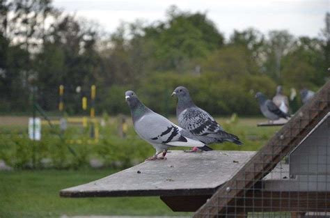 ONE LOFT RACING - racing pigeons