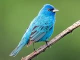 Indigo Bunting - Range map: Pre-breeding migration - eBird Status and ...