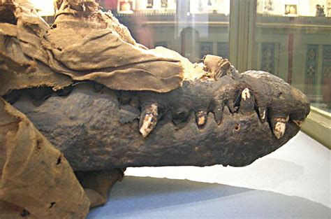 What Egyptian Crocodile Mummies Tell us About Life, Death, and Taxes ...