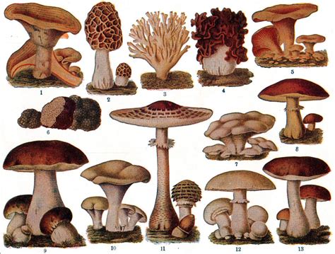 Types Of Mushrooms With Names And Pictures