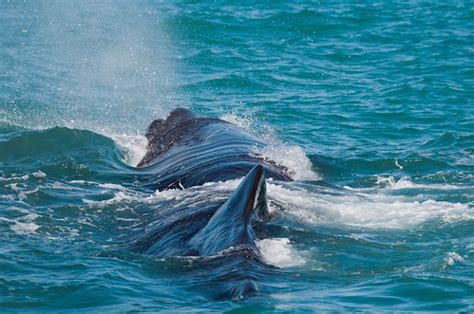 Kaikoura Whale Watching | New Zealand Day Tour | Freedom Destinations