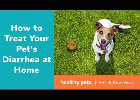 How to Treat Your Pet's Diarrhea at Home