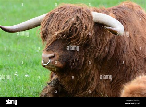 Scottish Highland Cattle Stock Photo - Alamy