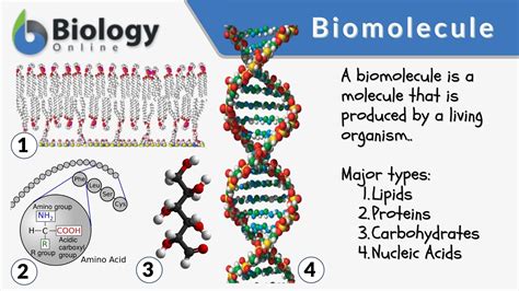 Describe The Basic Molecular Structure Of Carbohydrates Lipids Proteins ...