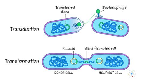 Top 114+ Animal cell transformation methods - Merkantilaklubben.org