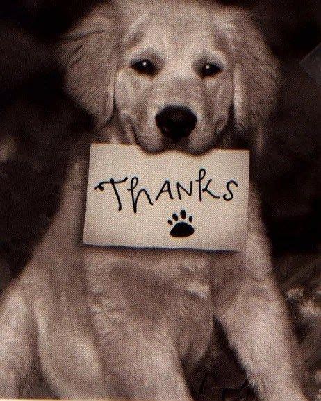 Thank You Dog Meme