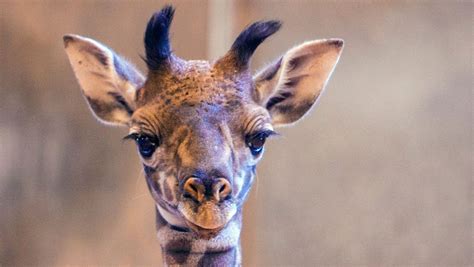 Phoenix Zoo welcomes first baby giraffe in 12 years