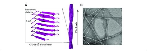 Cross-beta and fibril structure of amyloid fibrils (A) in the fibril ...