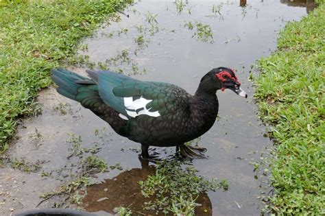 Muscovy Duck - Sharons Florida