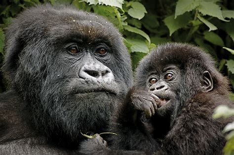 The Success of Mountain Gorilla Conservation and the Status of all ...