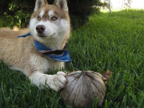 Coconut husky by carolinedalorca on DeviantArt