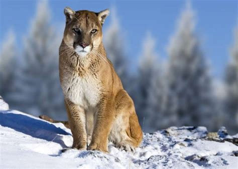 Eastern Cougar Facts, Habitat, Diet, Fossils, Pictures