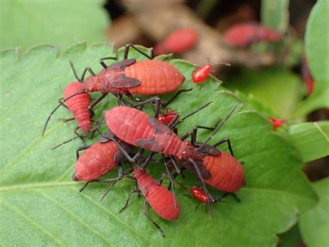 Species identification; clusters of big plump red bugs in Taipei - ECHEMI