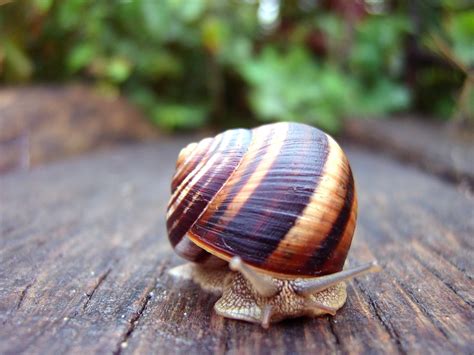 Snail Macro Free Photo Download | FreeImages