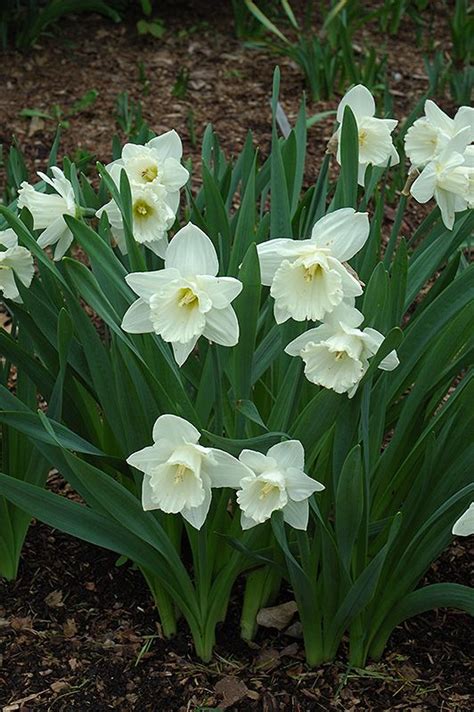 Mount Hood Daffodil (Narcissus 'Mount Hood') at Hicks Nurseries ...