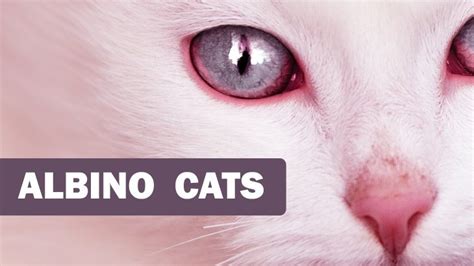 Albino Cats And How They Differ from Normal White Cats