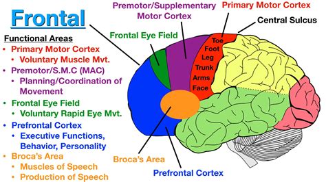 The primary motor cortex, broca's area, and the premotor cortex are ...