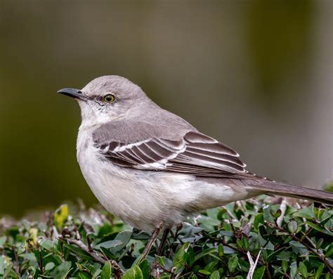 Mockingbird Symbolism: Meanings and Cultural Significance