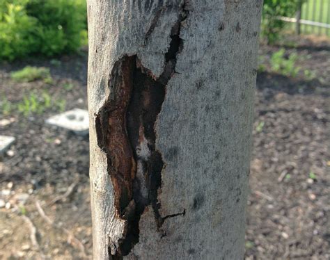 Japanese Maple Tree Bark Diseases Pictures : Japanese Maple Tree Bark ...