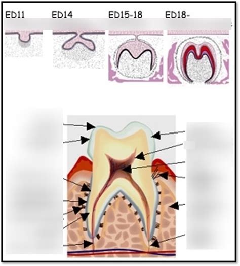 stages of development enamel organ Diagram | Quizlet