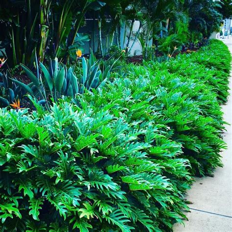 Philodendron Xanadu | Tropical landscaping, Tropical garden, Tropical ...