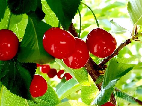 Sour Cherries Photograph by Mioara Andritoiu | Fine Art America