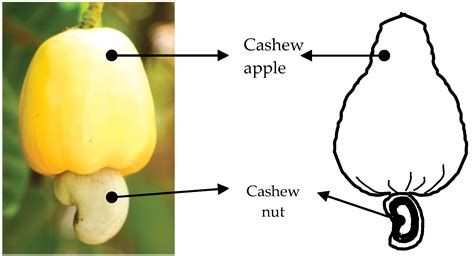 Cashew Nut Shell Oil — A Renewable and Reliable Petrochemical Feedstock ...