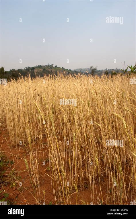 Low crop yield barley hi-res stock photography and images - Alamy