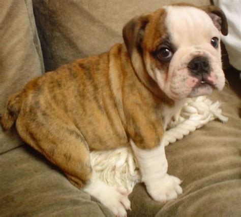 Great Names for English Bulldogs | PetHelpful