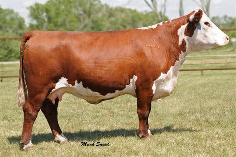 Breed Spotlight: Hereford Cattle | Livestock Nerd