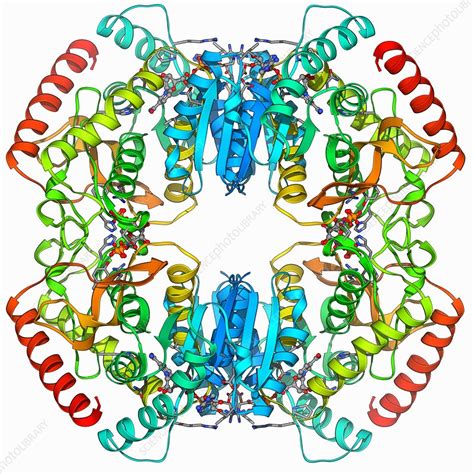 Lactate dehydrogenase enzyme molecule - Stock Image - F006/9411 ...