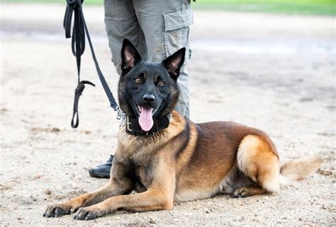 Premium Photo | Training of belgian shepherd