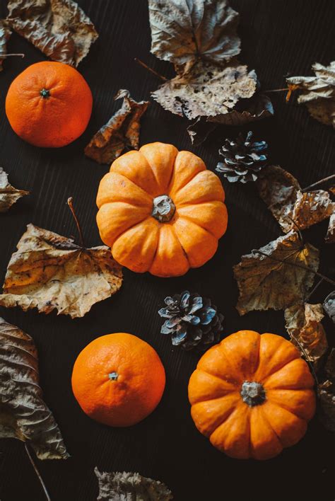 Download Fall Aesthetic iPhone Leaves And Pumpkins Wallpaper ...