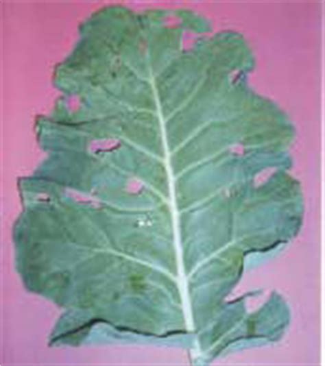 Boron - Common Deficiency symptoms - Seeds for Growers - Agricultural ...