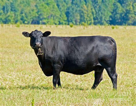 Black Angus Cattle Photograph by Millard H. Sharp - Fine Art America