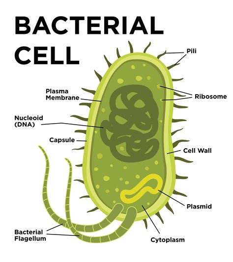 Bacterial cell anatomy in flat style. Vector modern illustration ...