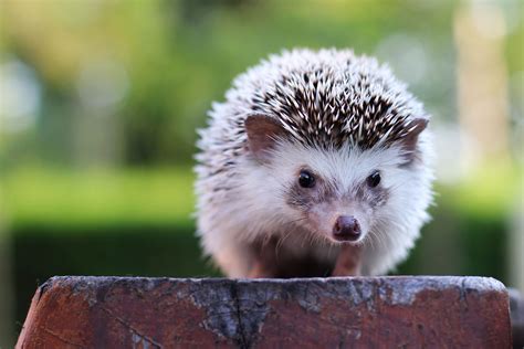 Are African Pygmy Hedgehogs Good Pets - Pets Retro