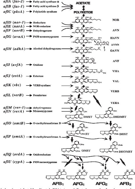 [PDF] Strategies in Prevention of Preharvest Aflatoxin Contamination in ...